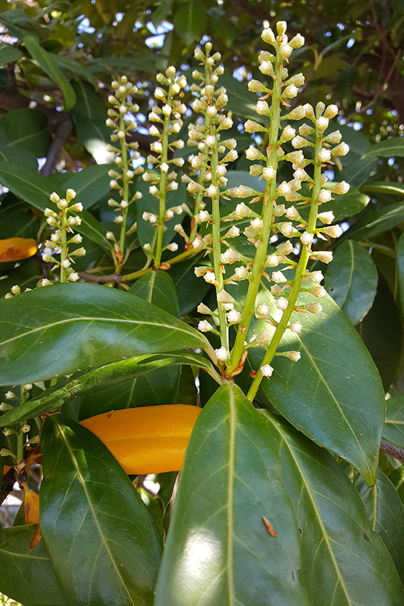 Lauroceraso