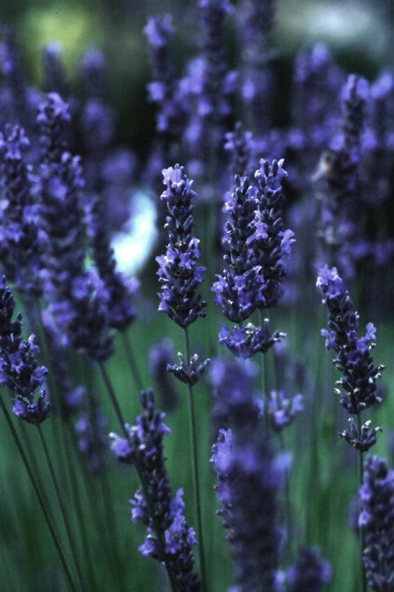 Lavanda vera