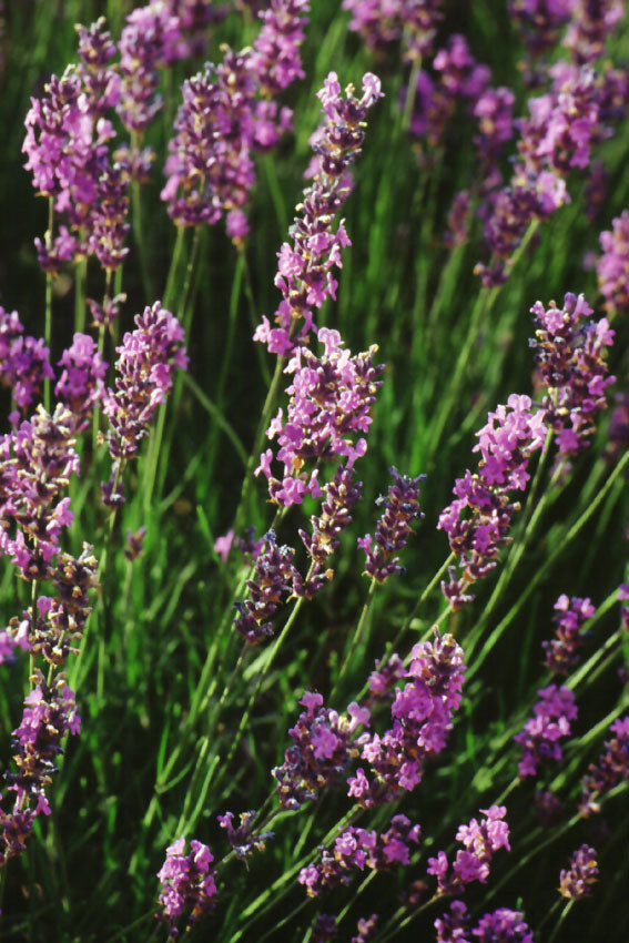 Lavanda