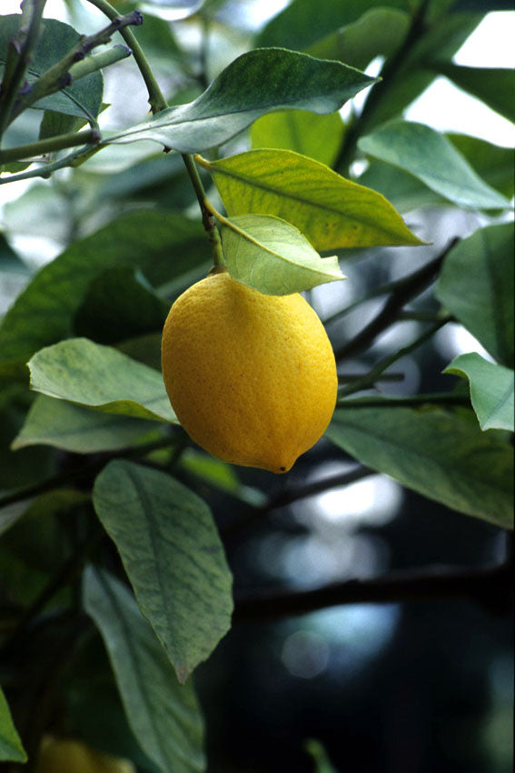 Limone