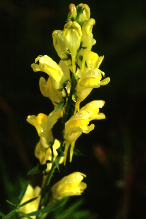 Linaria