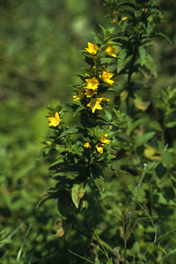 Lisimachia