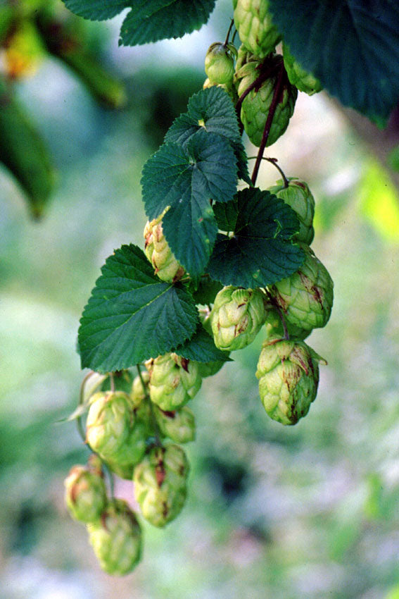 Hop