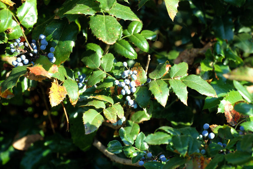 Mahonia