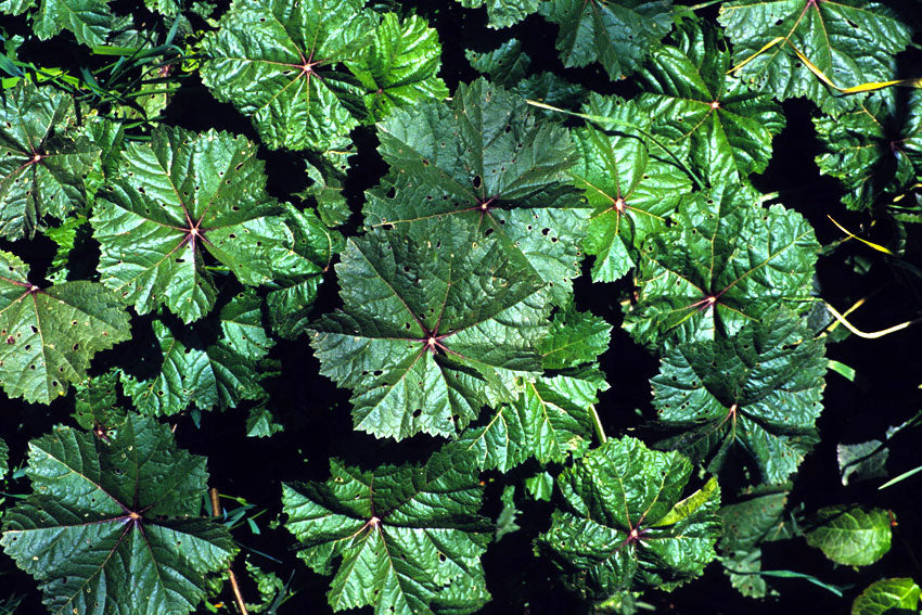 Malva