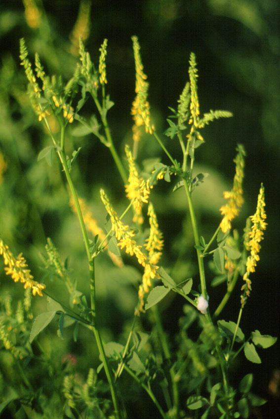 Yellow Melilot