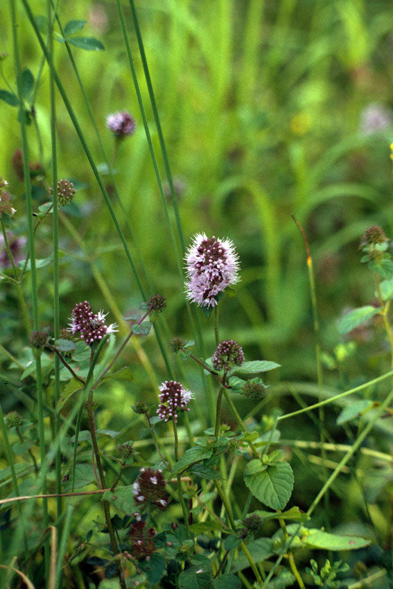 Menta acquatica