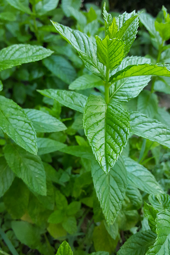 Menta dolce