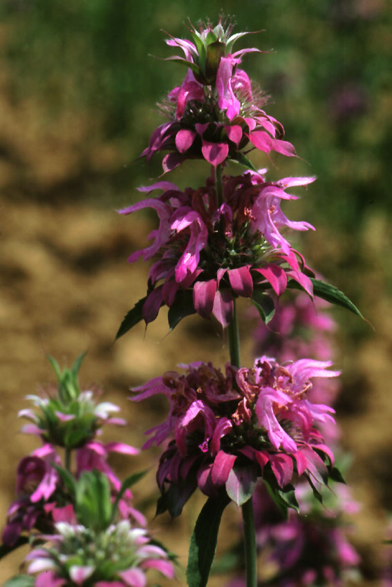 Monarda