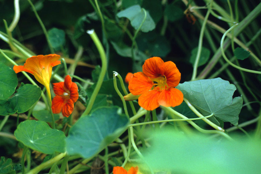 Indian Cress