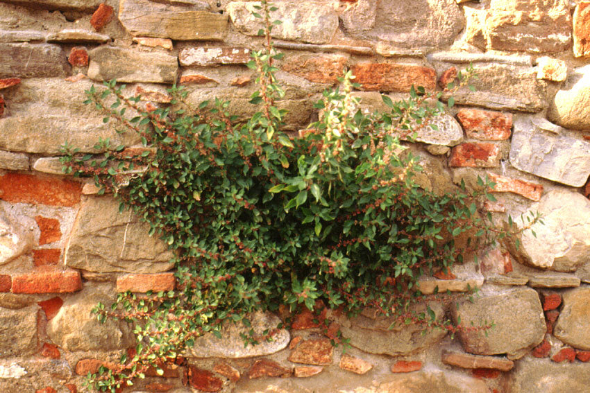 Parietaria