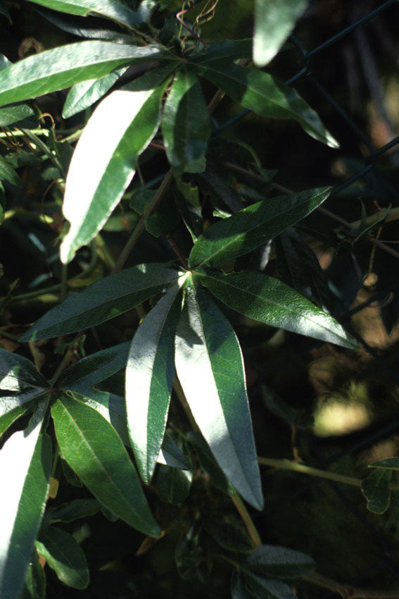 Passiflora cerulea