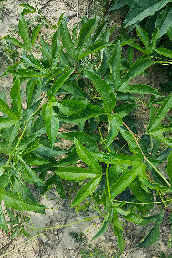 Passiflora incarnata