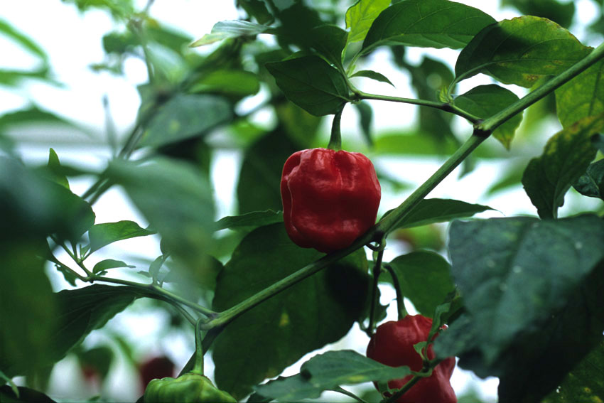 Peperoncino