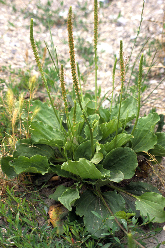 Piantaggine