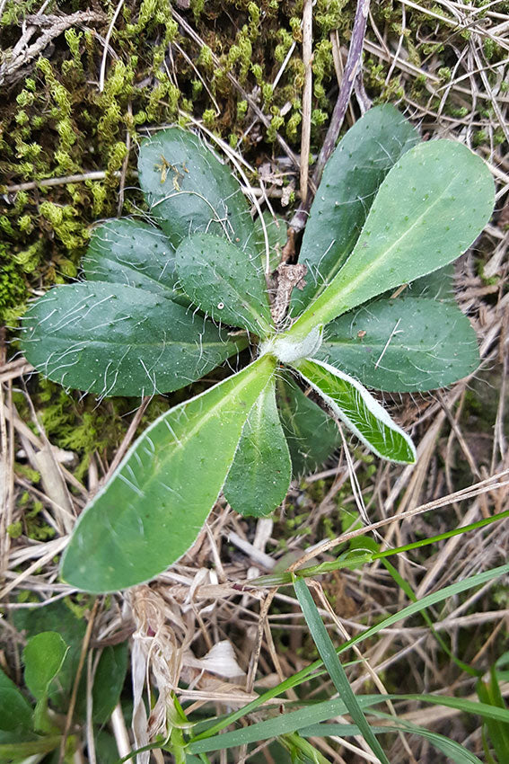 Pilosella