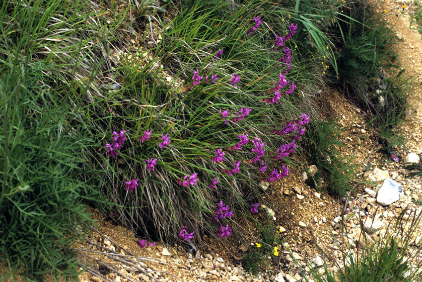 Poligala