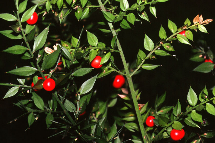 Butcher’s Broom