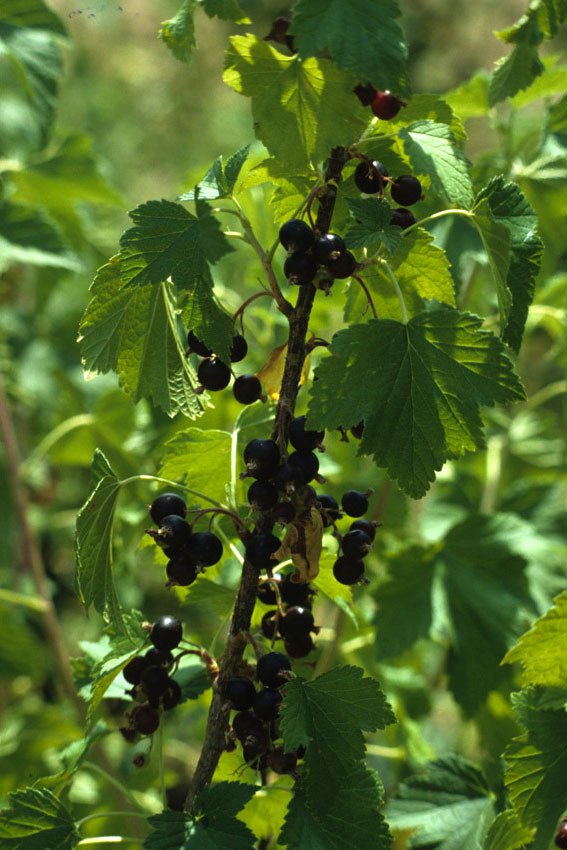 Ribes nero