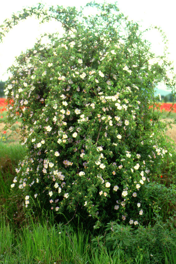 Rosa canina