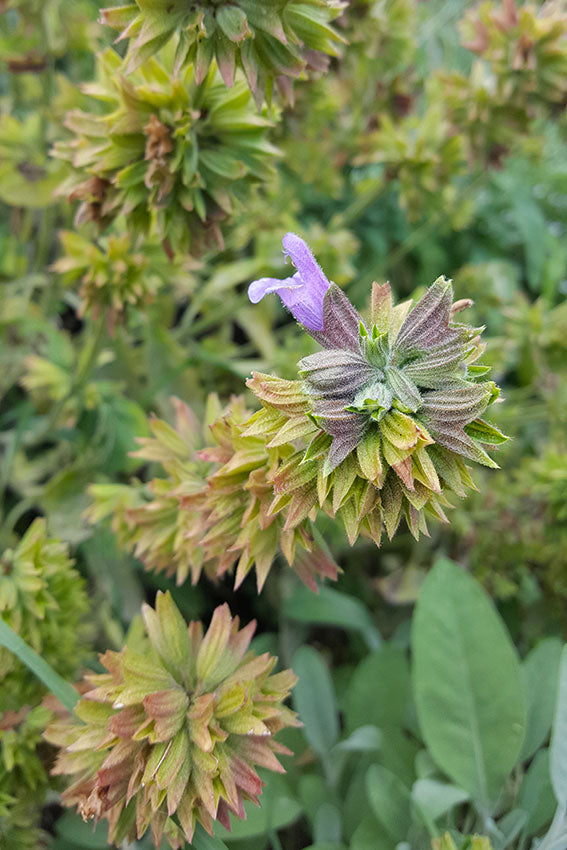 Salvia