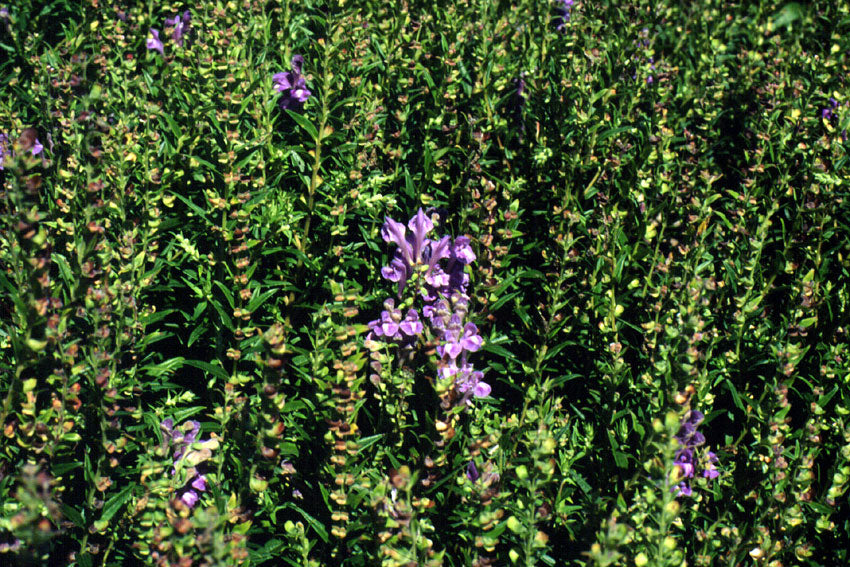 Scutellaria baicalense