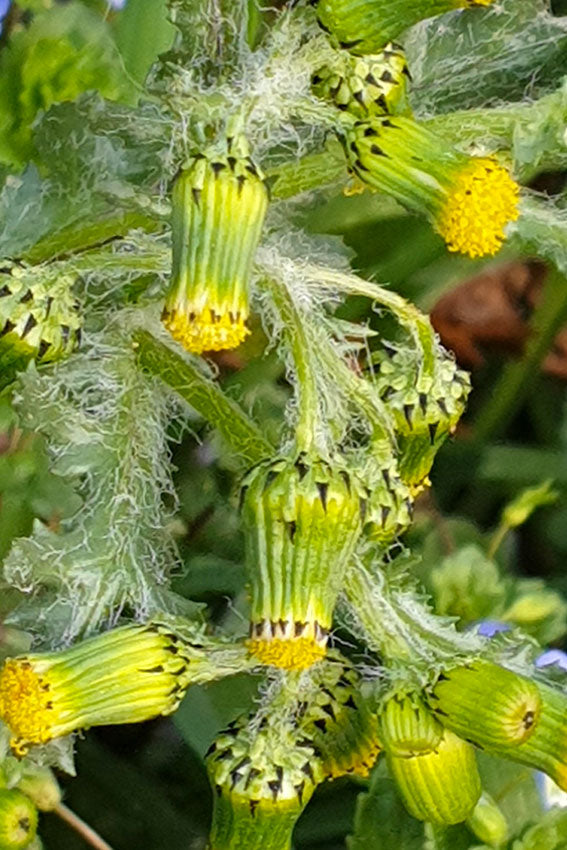 Senecione comune