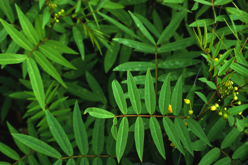 Senna