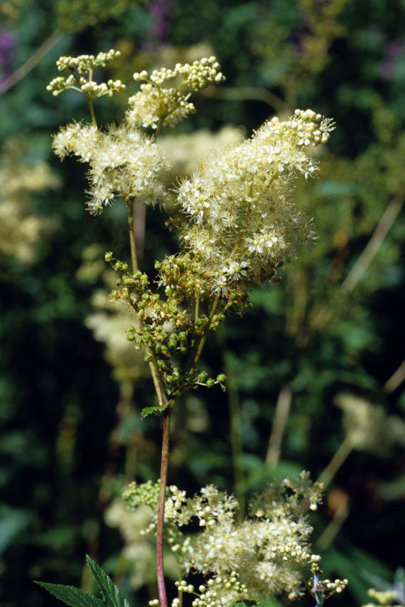 Spirea Olmaria