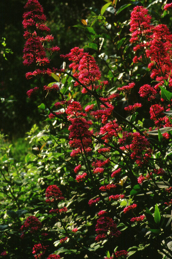 Valeriana rossa