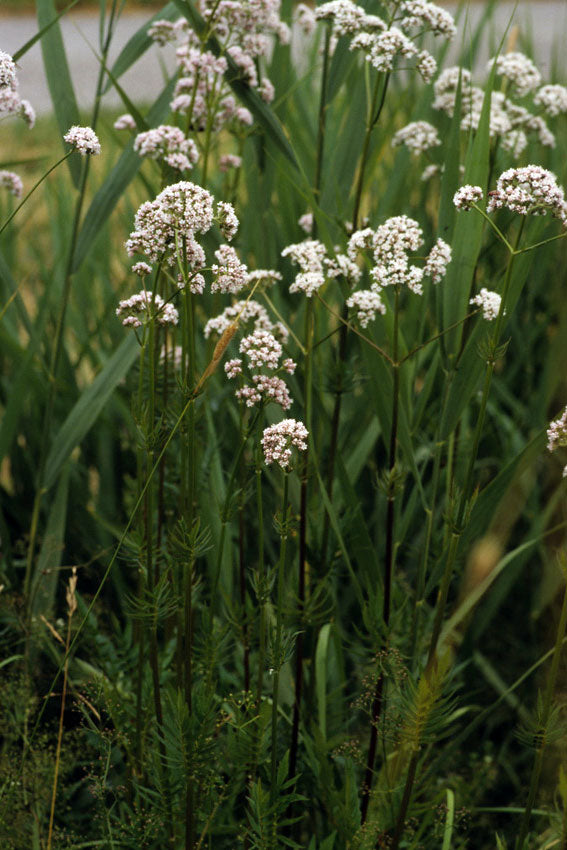 Valerian