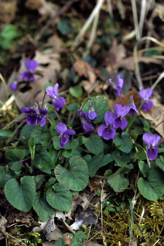 Viola odorata