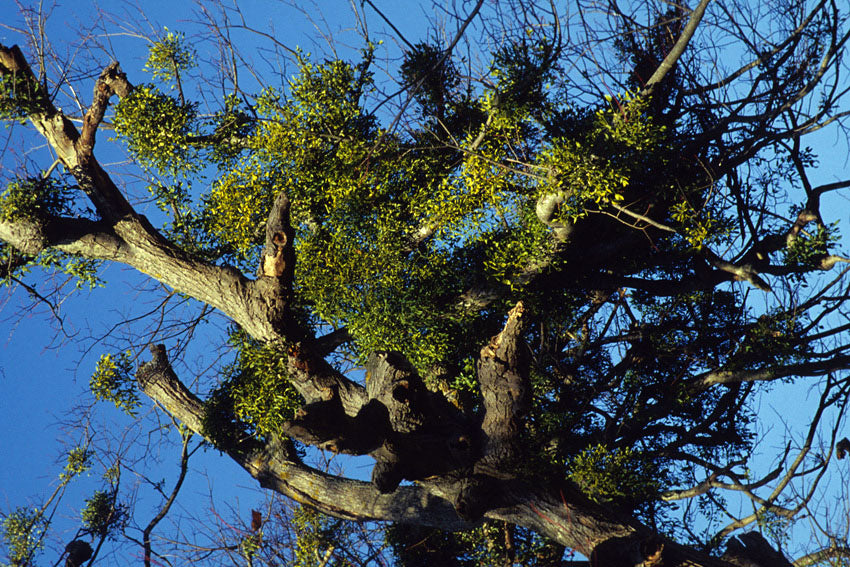 Vischio