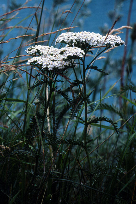 Achillea