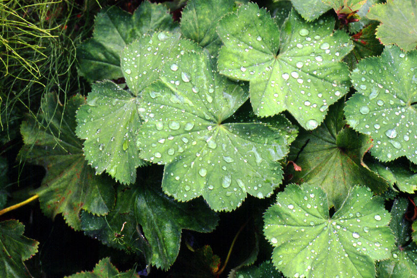 Alchemilla
