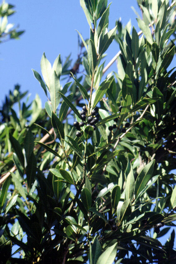 Alloro
