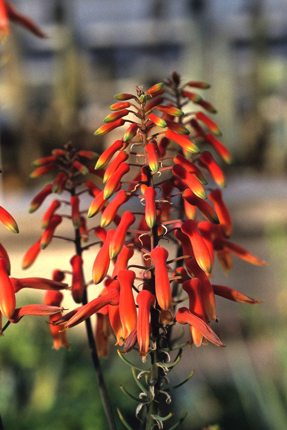 Aloe del Capo