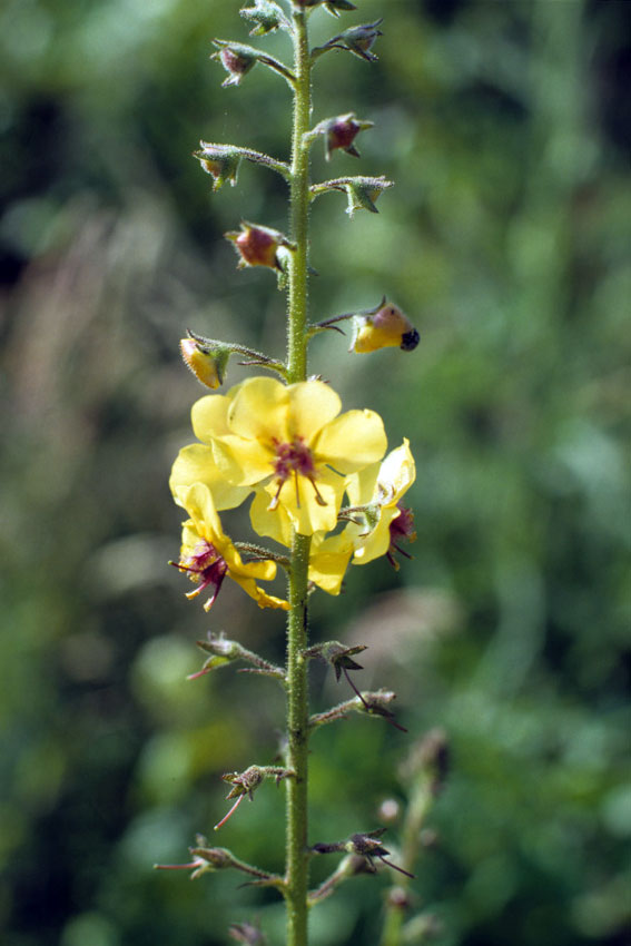 Blattaria