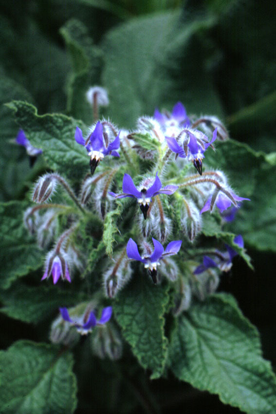 Borragine