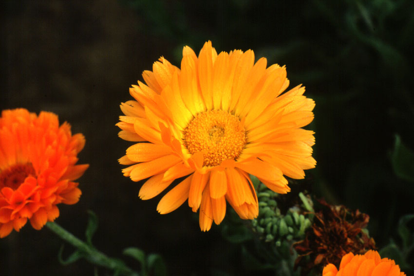 Calendula