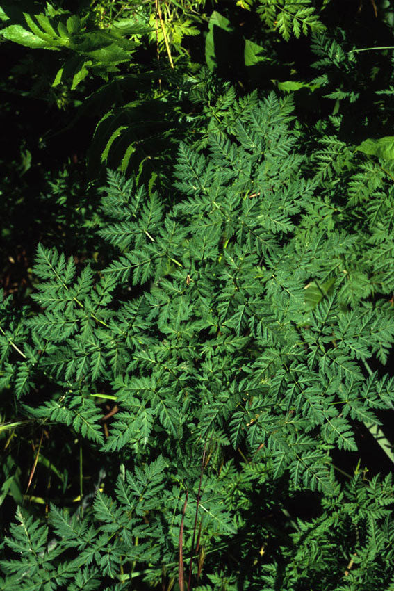 Cicuta