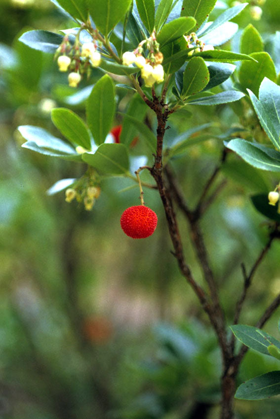 Corbezzolo