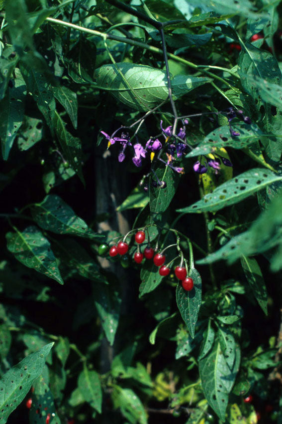 Dulcamara