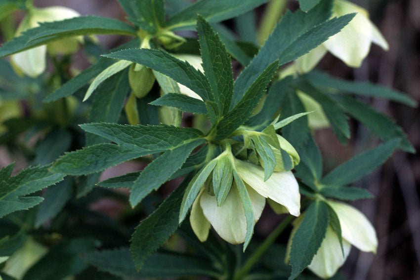 Elleboro verde