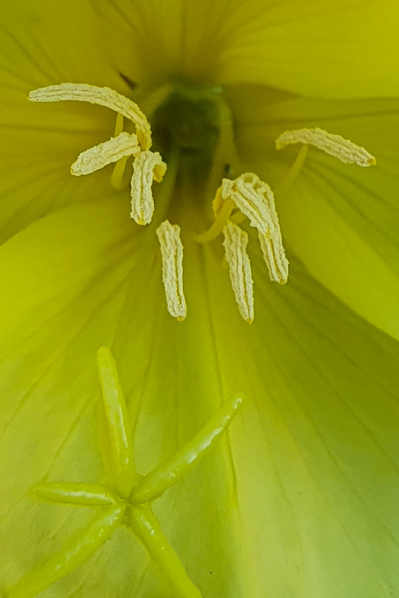 Enagra