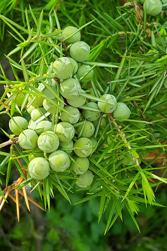 Ginepro