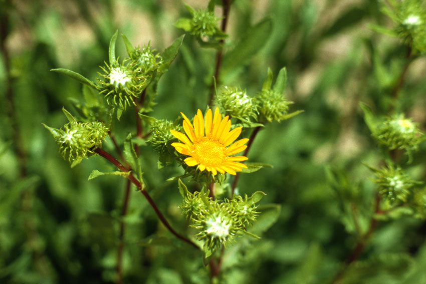 Grindelia
