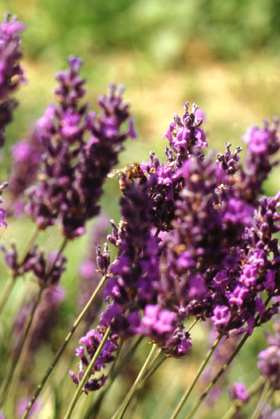 Lavanda