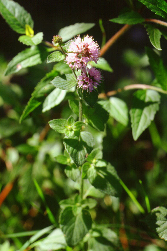 Menta acquatica