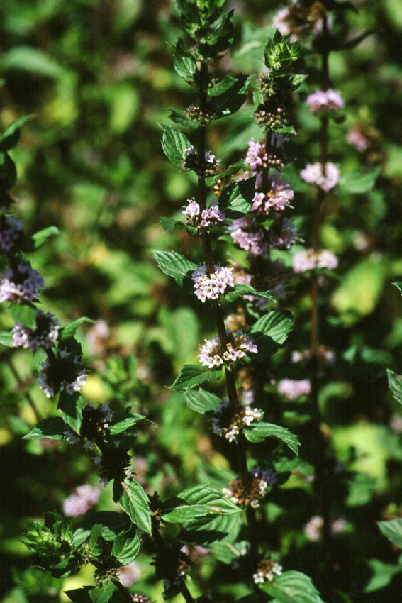 Peppermint